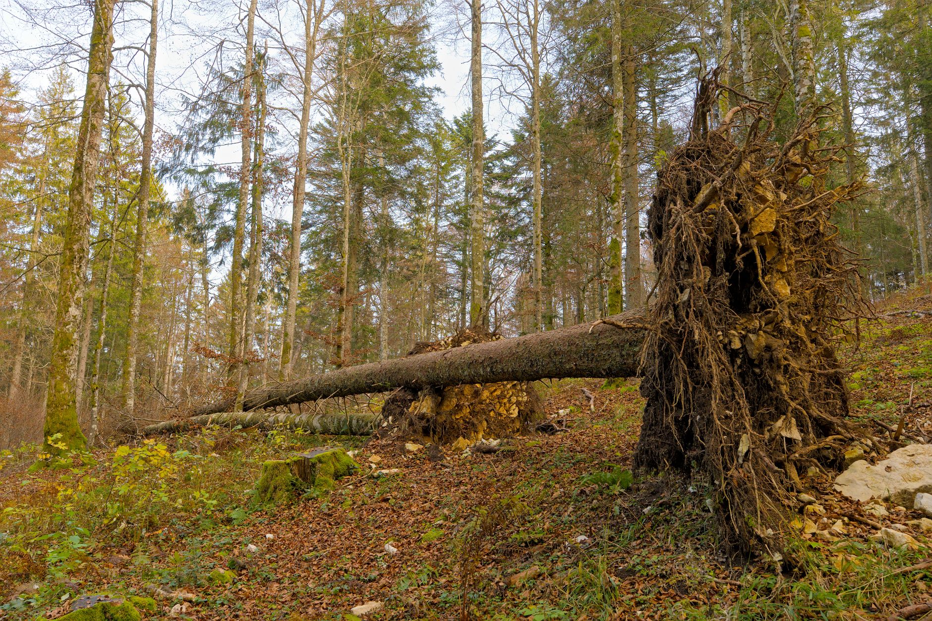 Enlèvement Arbre Urgence équipe à Le Mée-sur-Seine